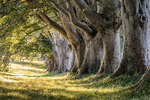 Beech Avenue, Kingston Lacey (1)