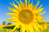 Sunflower 2