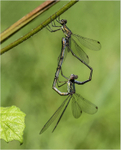 Willow emerald damselflies mating