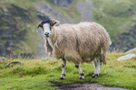 Kentmere-1033