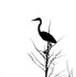 Great Blue Heron Silouette