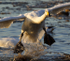 WHOOPER SWAN