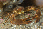 Galathea squamifera