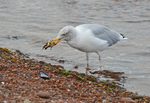 Herring Gull
