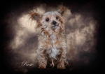 rosie