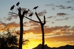 Home To Roost, Sth Africa