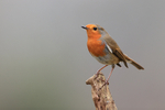 Robin perched side view, Otterbourne, Hampshire