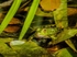 Edible Frog