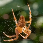 European garden spider, (Araneus diadematus) 