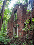 Forest Haven (Laurel, MD) | A Symphony of Leaves