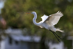 Great Egret flying, wings back - Venice Rookery, Florida