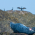 Grey Seal Shark Bite Injury