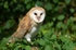 Barn Owl