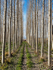 Tree Plantation-1