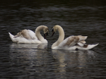 Mute Swans