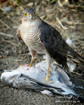 Sparrow Hawk 300911 17