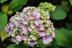 Rhododendron