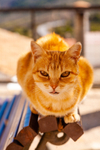 Cat domestic-1074