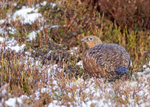 Red Grouse (f) - Lagopus lagopus