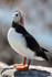 Puffin