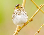 SAVANAH-SPARROW
