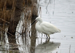 Little Egret