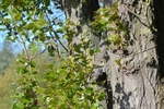 Grey Squirrel