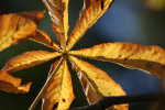 Autumn leafs _65