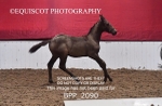 BPP_2090
