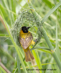 South Africa Birds and Mammals portfolio