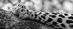 Claw and paw