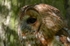 Tawny Owl