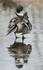 Pintail