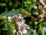 Ruddy Darter