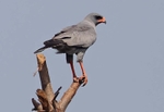 Dark Chanting Goshawk