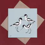Avocets