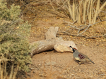 Gambel's Quail (male), Bosque del Apache, New Mexico