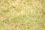 SBM_12959