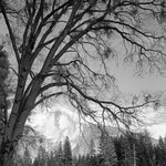 1695 - Half Dome under Tree