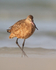 Marbled Godwit walks along beach, Fort De Soto Park, Florida