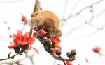 Assamese Macaque
