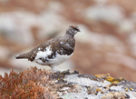 Ptarmigan - Lagopus muta