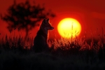 pr122 Summer Sunset Silhouette