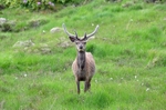 Red Deer