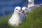 Fulmars