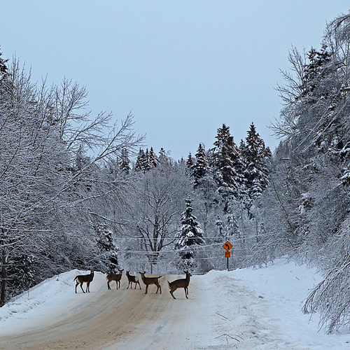 With land completely iced over, white-tailed deer were attracted by the masses to the salted roadways for both susten…
