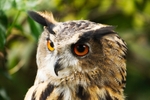 Eagle Owl