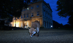 Urban Fox_Bristol_0245