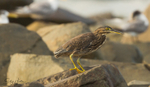 Striated Heron 1