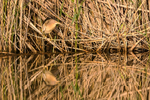 Little Bittern